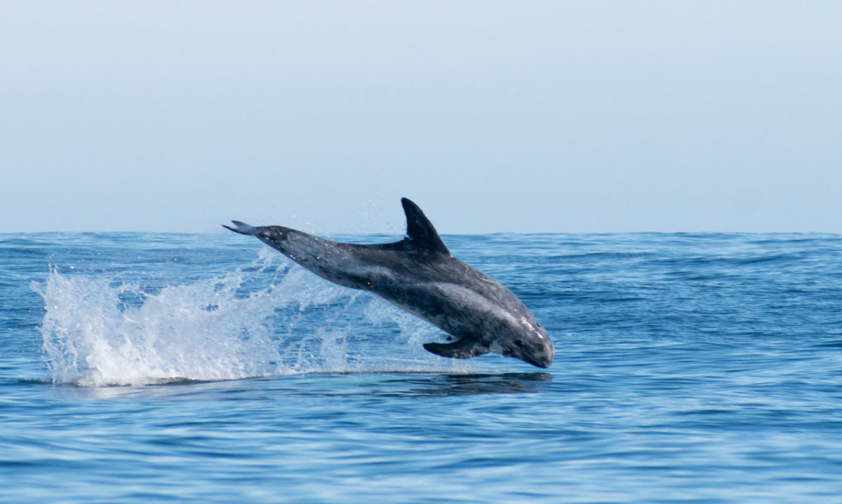 Difunden espectacular registro de delfines grises en costas de Corral 