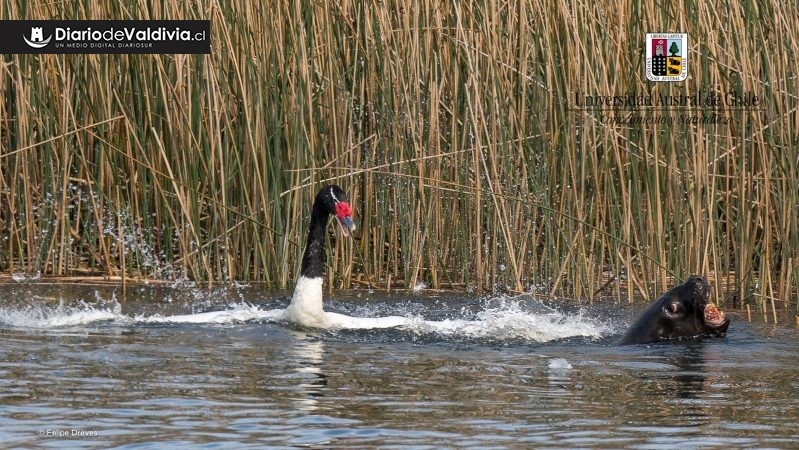 Trabajan en identificación y traslado de lobos marinos que atacaron a cisnes de cuello negro en Valdivia 