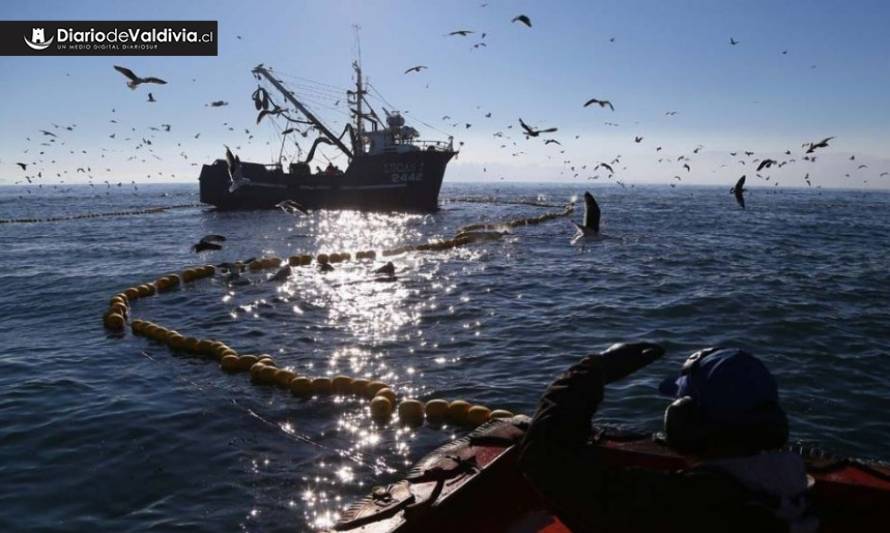 “Eliminar arrastre industrial garantiza sustentabilidad de la jibia para pesca artesanal”