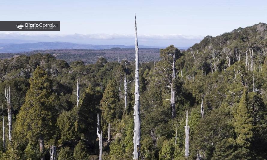 Reconstruyen historia en torno a la extracción de alerce en la Cordillera Pelada 