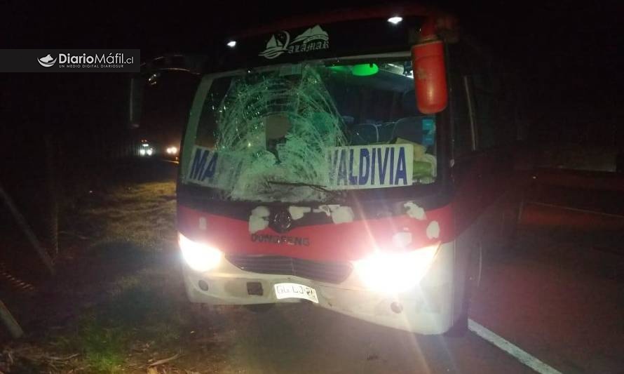 Hombre murió atropellado en plena Ruta 5 a la altura de Máfil