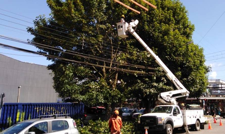 SAESA realizó plan de control de vegetación para prevenir cortes de suministro en Corral