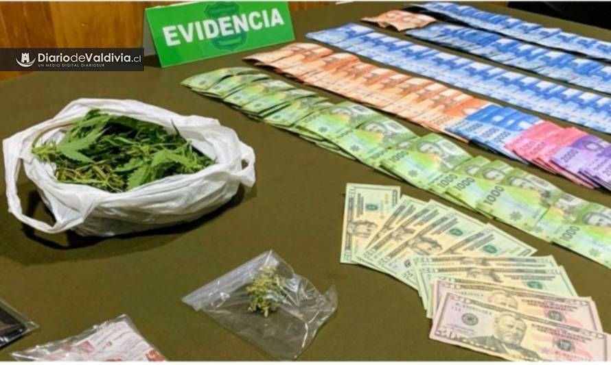 Extranjero mantenía invernadero con cannabis en su departamento en Valdivia