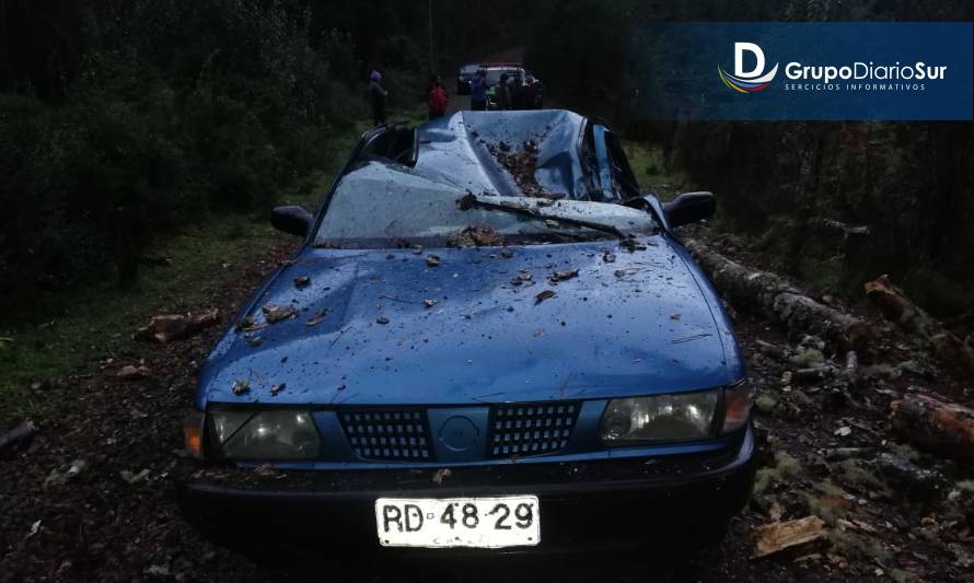 Mujer falleció por caída de árbol en comuna de San José