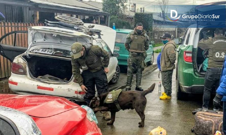 Perro "Euro" permitió detener a 2 personas ingresando droga a la ciudad de Los Lagos