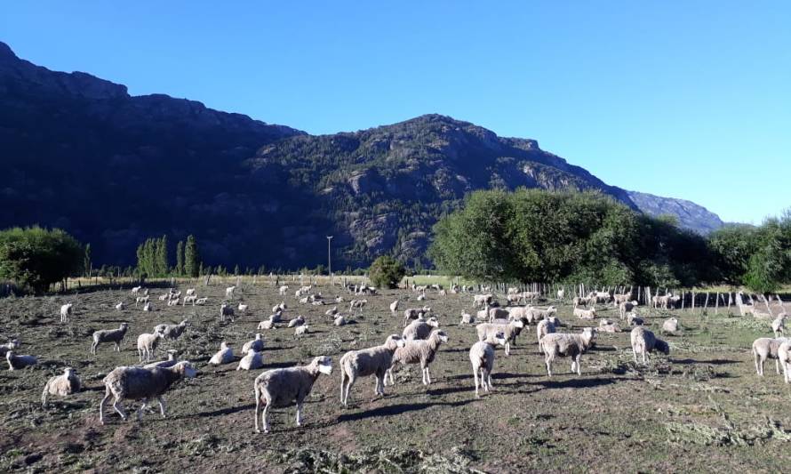 Criadores ovinos de la Patagonia Verde obtienen sus primeros reproductores mejorados genéticamente