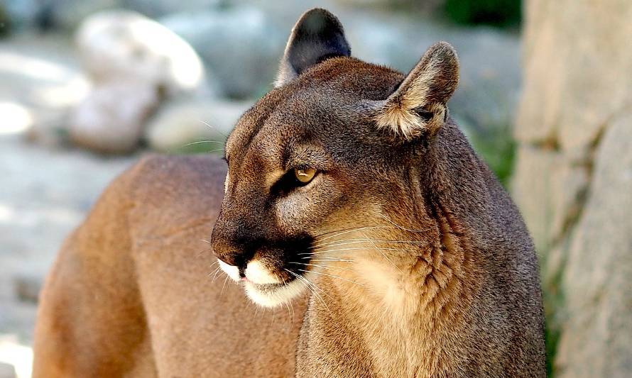 Exigen medidas urgentes luego de trágica muerte por ataque de puma