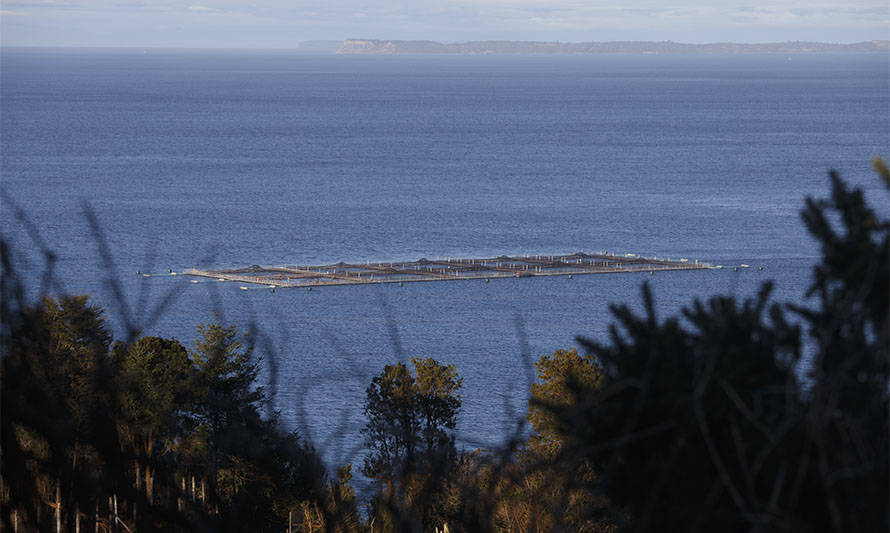 Contraloría acusa a Sernapesca, Subpesca y otros organismos estatales de falta de fiscalización y control en salmonicultura