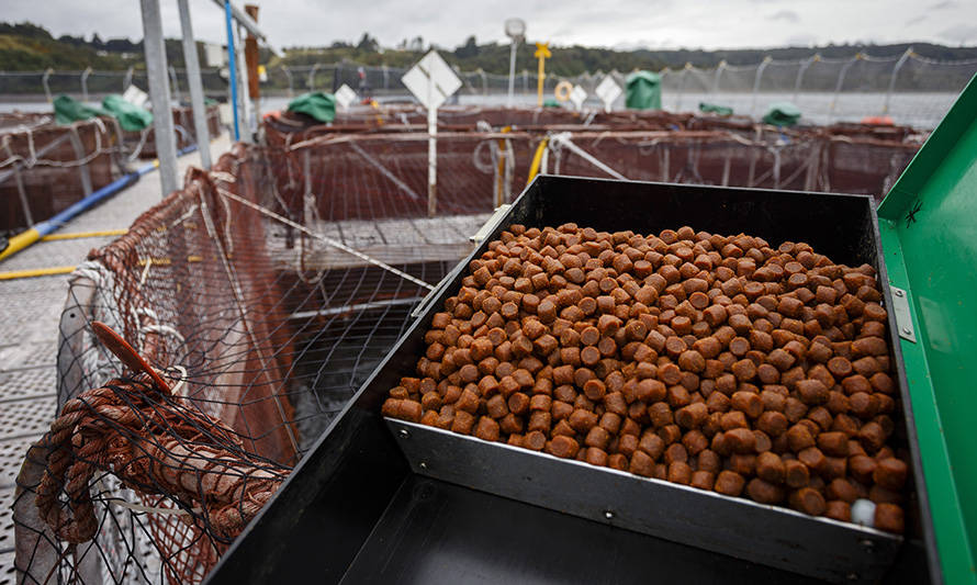 En los últimos 20 años: Nature destaca avances de la salmonicultura en reducir el uso de aceite y harina de pescado 