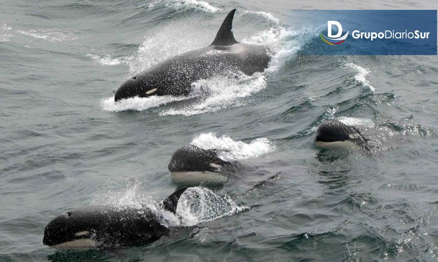 Captan a orcas cazando lobos marinos en la costa