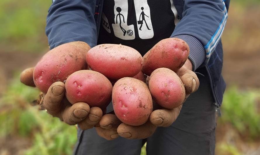 Investigadores de INIA Remehue presentarán resultados de estudio que muestra efecto del estrés hídrico en el cultivo de papa 