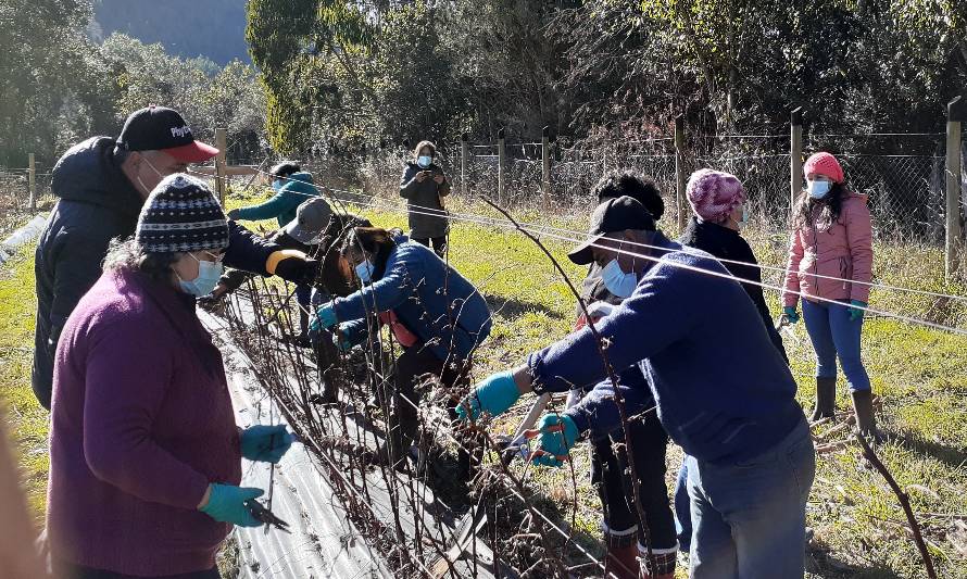 Agricultoras de Futrono se capacitan en poda de formación en las principales especies de berries