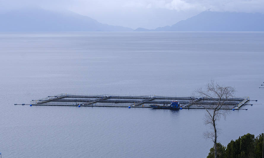 SalmonChile e irregularidades de Nova Austral: “No corresponden a prácticas comunes dentro de la industria del salmón”