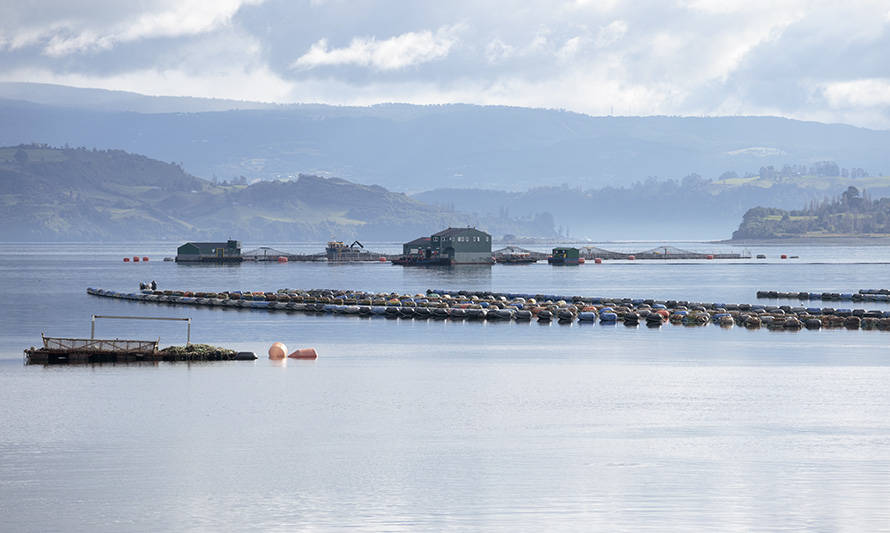 SalmonChile e Intesal destacan potencial de la Región de Los Lagos para convertirse en capital mundial de la acuicultura