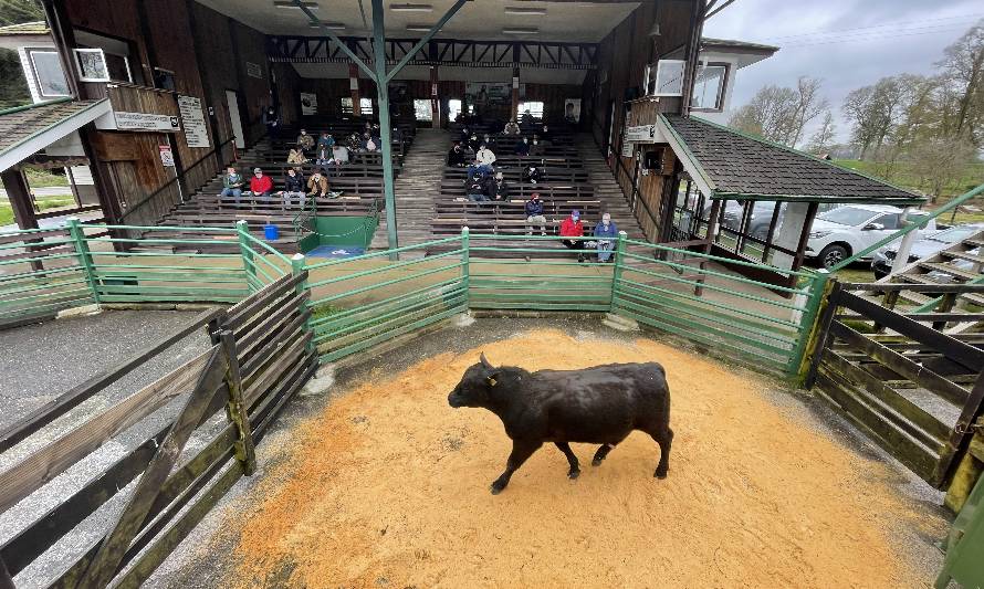 Remate de toros finos de INIA La Pampa logra precios récord