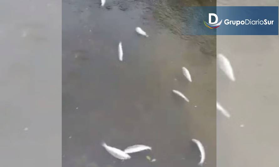 Sernapesca presentará denuncia por mortalidad de peces en río Nilahue 