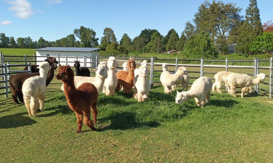 El poder de las alpacas en el diagnóstico de Covid-19 y Hantavirus