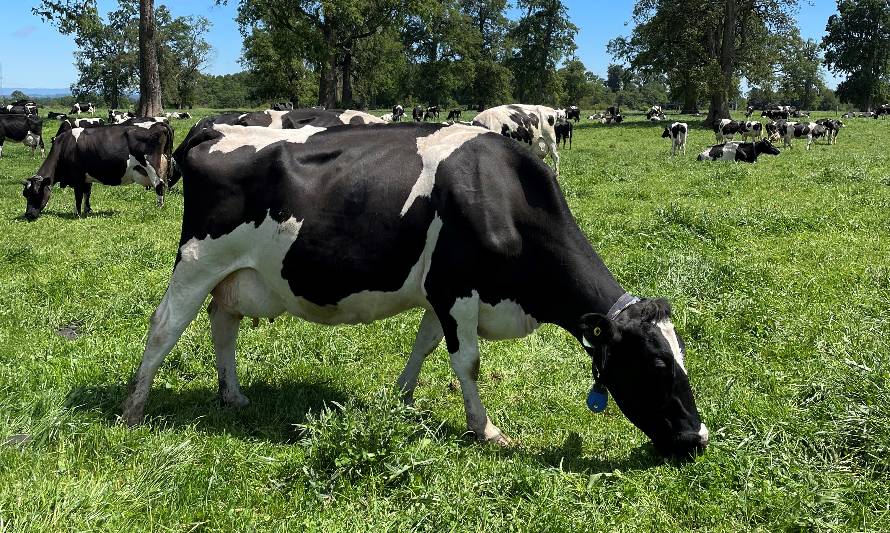 INIA con apoyo de la Universidad Austral busca preservar genética animal adaptada al cambio climático mediante transferencia de embriones