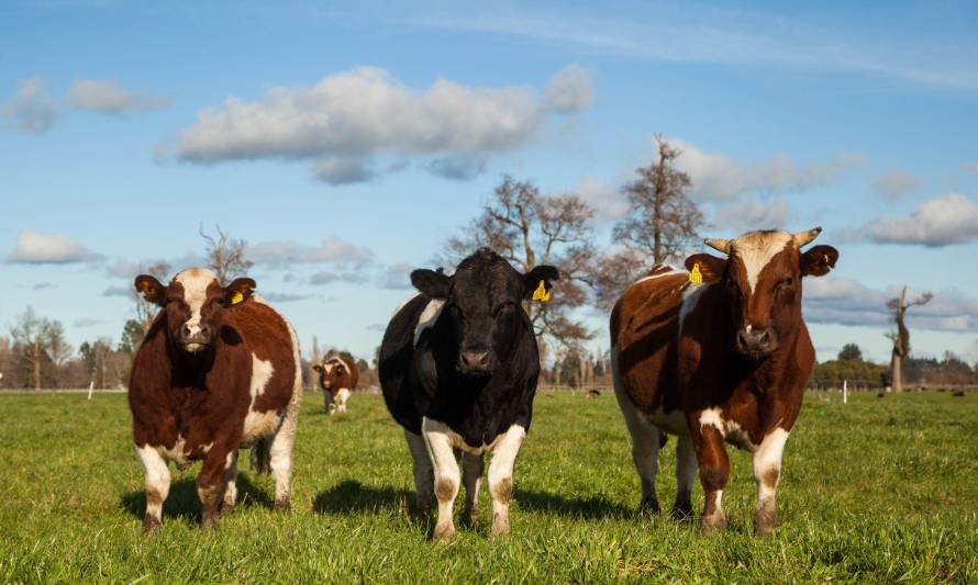 Expertos evalúan efectos de lluvias en agricultura de la zona