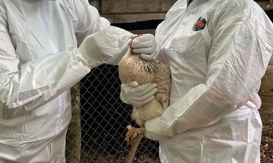 Descartan cifras entregadas por Senapred sobre gripe aviar en Los Ríos