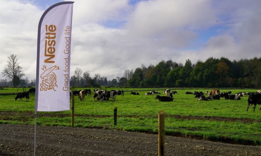 Usando prácticas regenerativas Nestlé Chile y productores de leche reducen más de 4 mil toneladas de CO2