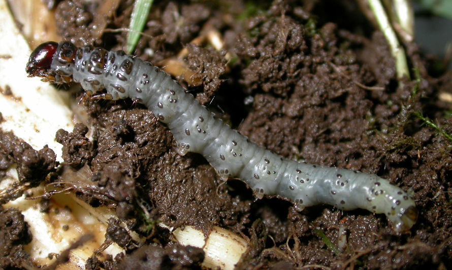 En el Día Mundial del Medio Ambiente, INIA entrega recomendaciones para control de cuncunillas negras en praderas