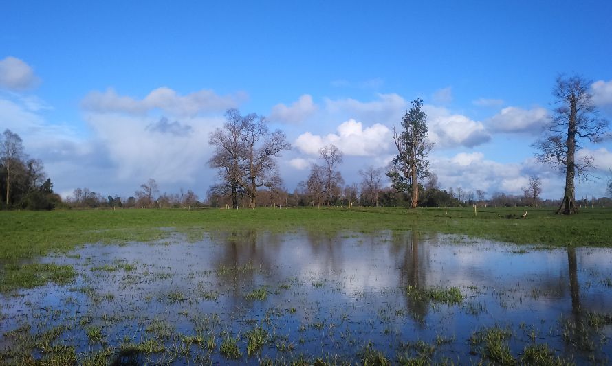 INIA entrega recomendaciones para enfrentar intensas lluvias en las regiones de Los Ríos y Los Lagos