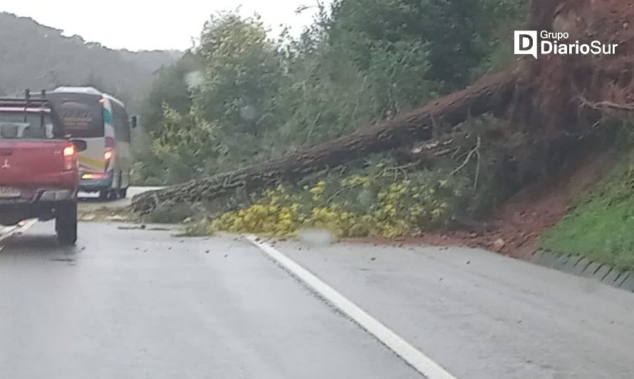 Temporal causa caída de árbol y desprendimiento de tierra en Valdivia