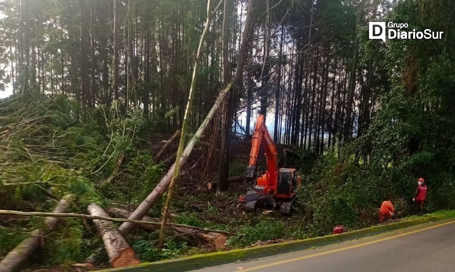 Talan eucaliptus plantados a orilla de la carretera en ruta Futrono-Reumén
