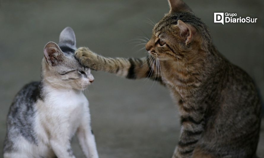 Ya está en Chile: conoce todo sobre el hongo brasileño que afecta a gatos y seres humanos 