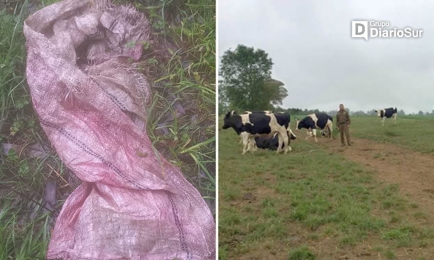 Agricultor sufrió cruel matanza de novillos en Futrono: "Denunciaré aunque pierda el tiempo"