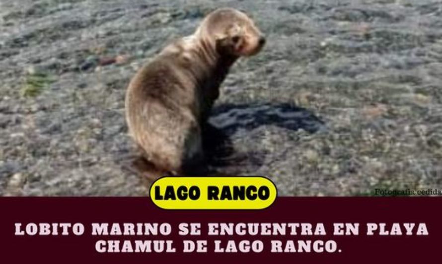 Ranquinos caen en la broma y todavía buscan al lobito marino hallado en la playa 