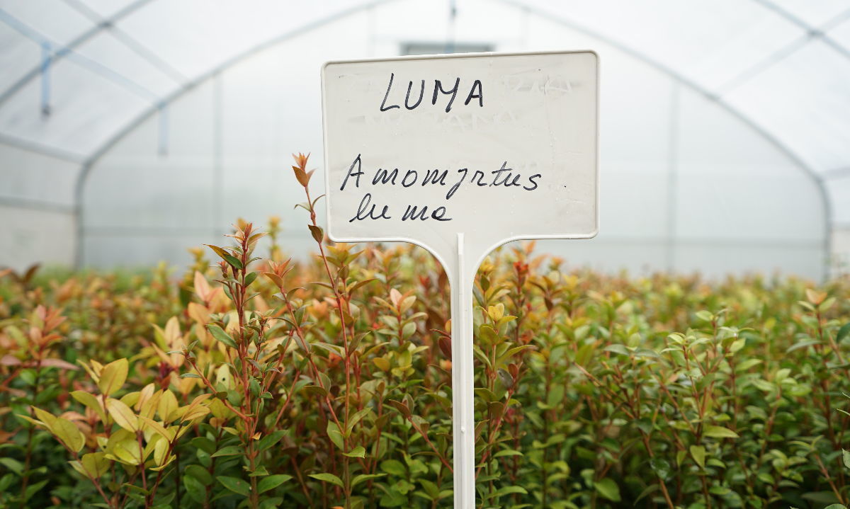 Reserva Costera Valdiviana impulsa nuevo proyecto de restauración comunitaria