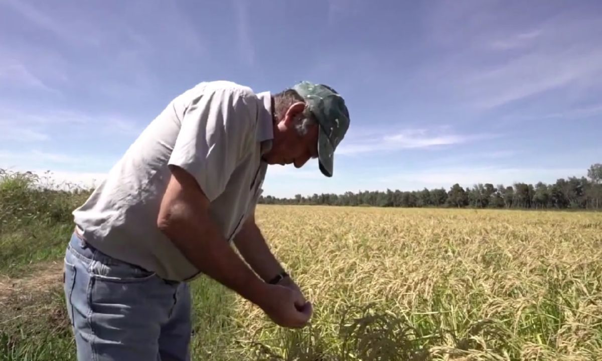 Desafíos del arroz chileno climáticamente inteligente