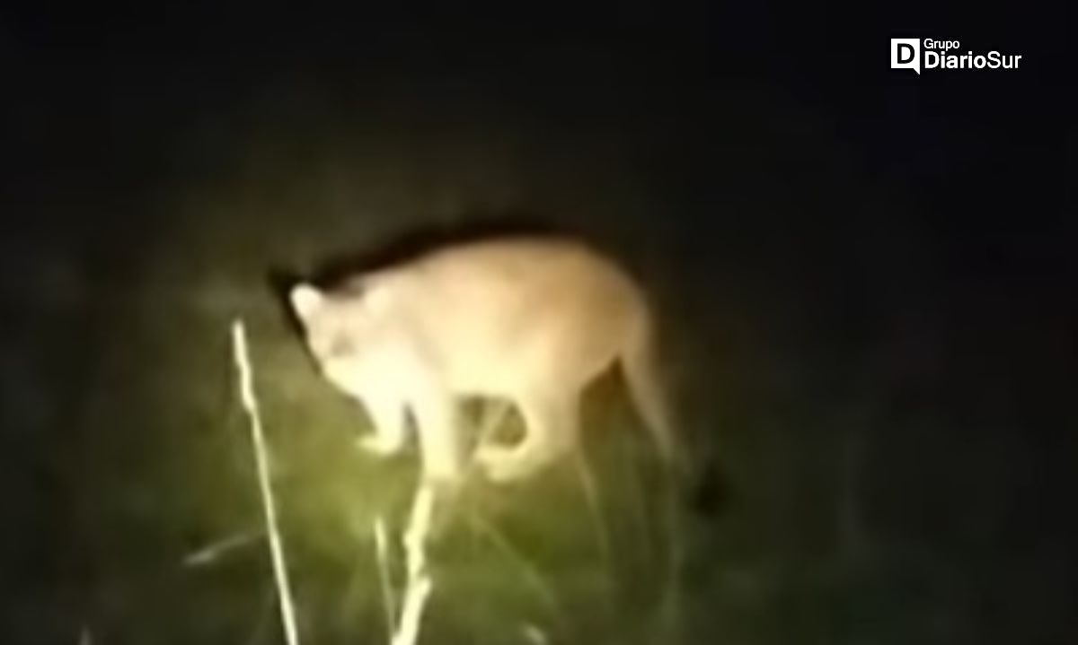 Esta vez en Río Bueno: reportan presencia de puma en Cayurruca