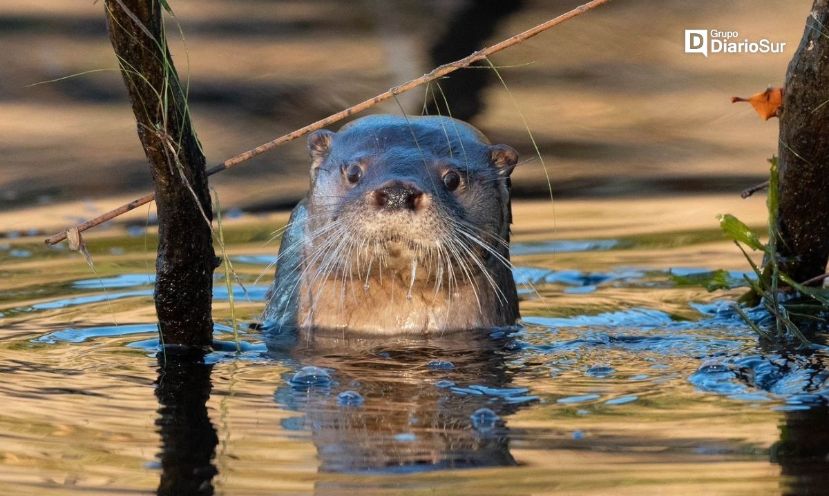 En La Unión detienen a una persona por matar a un animal en peligro de extinción