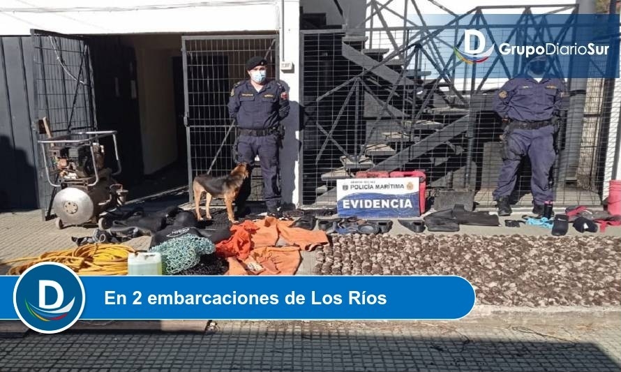 Sorprenden a personas en extracción ilegal de locos desde Área de Manejo en Queule